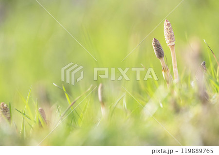 春の光を浴びて成長するつくし 春の光を浴びて成長するつくし 119889765