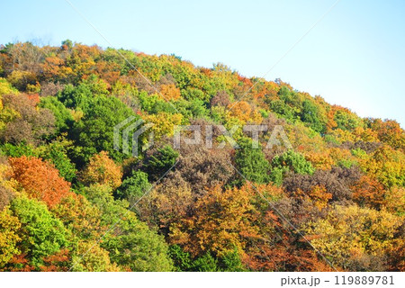 紅葉に染まる尾根の風景15 119889781