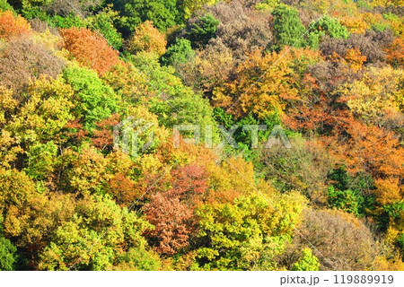 紅葉に染まる尾根の風景47 119889919