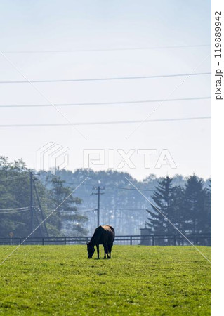 早朝のサラブレッド生産牧場 競走馬 北海道 早朝のサラブレッド生産牧場 競走馬 北海道 119889942