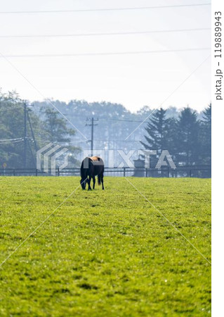早朝のサラブレッド生産牧場 競走馬 北海道 早朝のサラブレッド生産牧場 競走馬 北海道 119889943