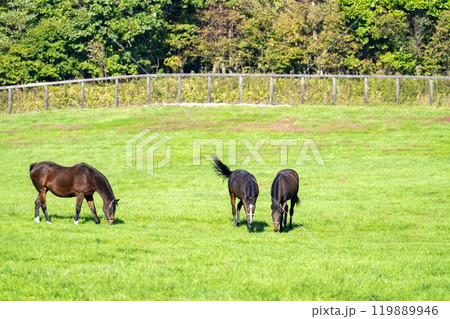 早朝のサラブレッド生産牧場　競走馬　北海道 119889946