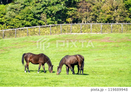 早朝のサラブレッド生産牧場 競走馬 北海道 早朝のサラブレッド生産牧場 競走馬 北海道 119889948
