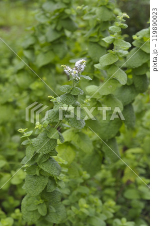 アップルミント 119890023