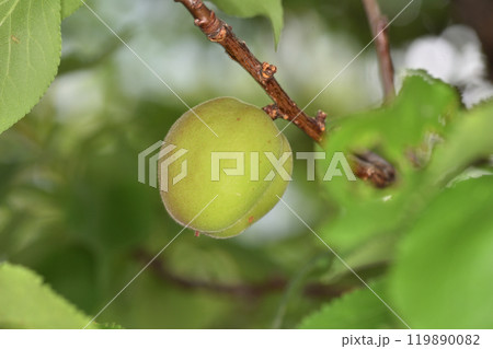 天空の農園の杏 119890082
