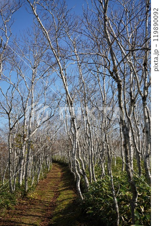 神の子池・裏摩周トレイルルート 神の子池・裏摩周トレイルルート 119890092