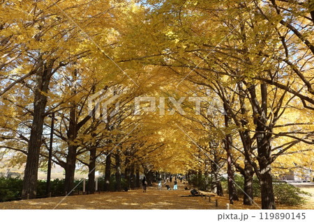 見ごろのイチョウ並木 ginkgo trees on golden foliage season 見ごろのイチョウ並木 ginkgo trees on golden foliage season 119890145