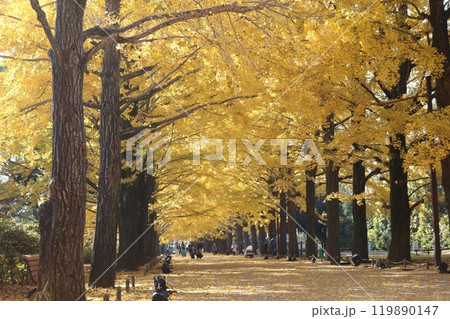 見ごろのイチョウ並木 ginkgo trees on golden foliage season 119890147