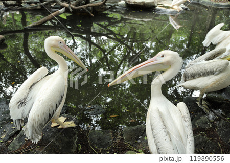 Great White Pelican 119890556