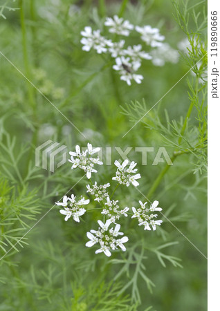夏のハーブ園のコリアンダーの花 夏のハーブ園のコリアンダーの花 119890666