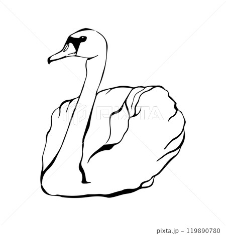 Swan bird on water surface in continuous line art drawing style. Black linear sketch isolated on white background. Vector illustration Swan bird on water surface in continuous line art drawing style. Black linear sketch isolated on white background. Vector illustration 119890780