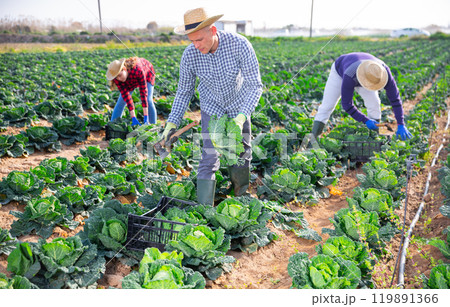 Man farmer picking green cabbage at a vegetable farm Man farmer picking green cabbage at a vegetable farm 119891366