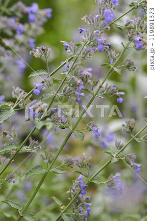 夏の菜園のマジョラムの花 ハーブ 夏の菜園のマジョラムの花 ハーブ 119891373