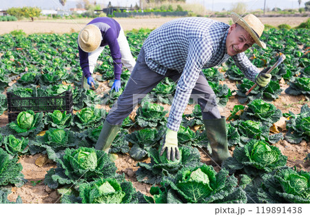 Man working on farm field on summer day, harvesting cabbage Man working on farm field on summer day, harvesting cabbage 119891438