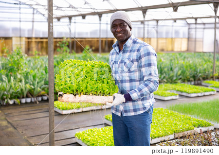 Portrait of an African-American farmer, holding a cassette of lettuce in his hands Portrait of an African-American farmer, holding a cassette of lettuce in his hands 119891490