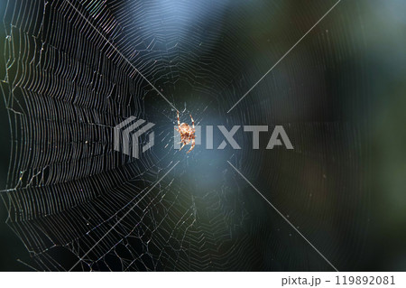 Spider Common cross sits on a web living in the Ukrainian forests Spider Common cross sits on a web living in the Ukrainian forests 119892081