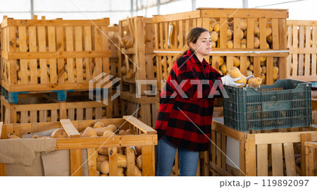 Woman farmer sorting fresh pumpkins Woman farmer sorting fresh pumpkins 119892097