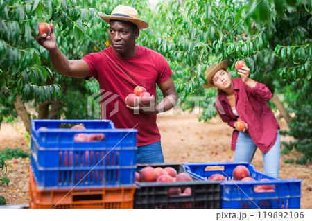 Young lady and adult man harvesting peaches 119892106