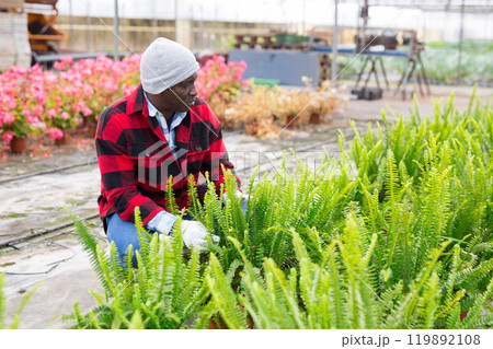 Farm worker choosing nephrolepis in pot in greenhouse 119892108