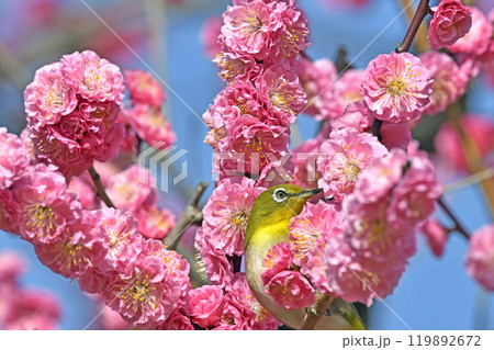 満開の紅梅にメジロ ( 春イメージ )( ほのぼのイメージ ) 満開の紅梅にメジロ ( 春イメージ )( ほのぼのイメージ ) 119892672