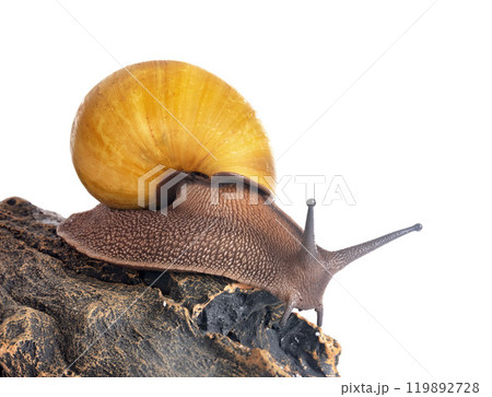 archachatina marginata ovum albina shell 119892728