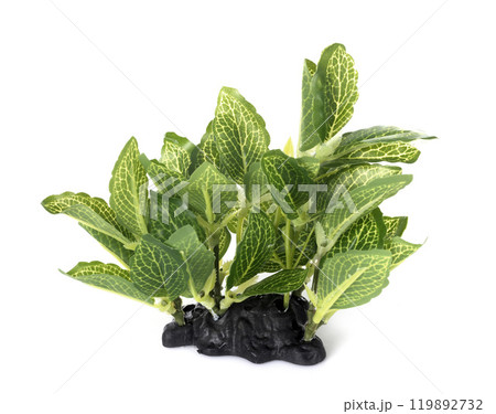 plastic plant for terrarium plastic plant for terrarium 119892732
