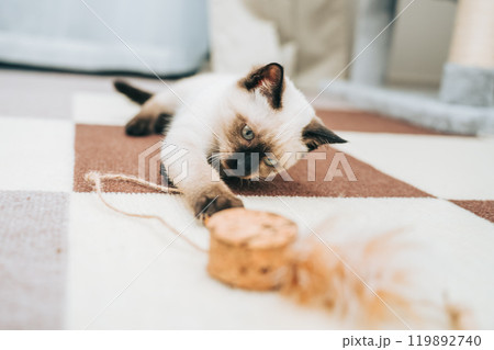 おもちゃに戯れるシャム猫ミックスの子猫 おもちゃに戯れるシャム猫ミックスの子猫 119892740