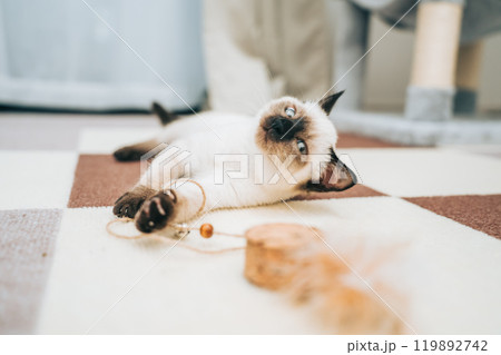 おもちゃに戯れるシャム猫ミックスの子猫 119892742