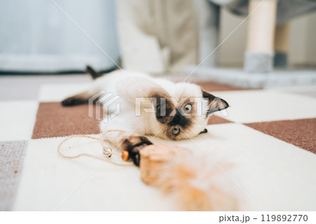 おもちゃに戯れるシャム猫ミックスの子猫 おもちゃに戯れるシャム猫ミックスの子猫 119892770