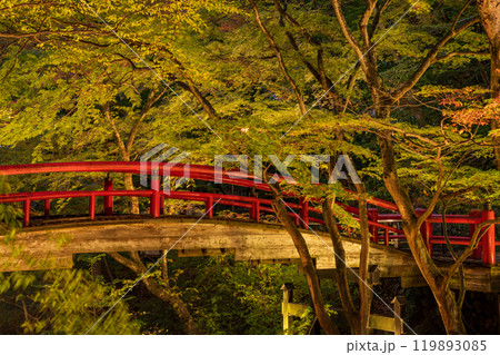 【群馬県】紅葉が始まった伊香保温泉・河鹿橋　ライトアップ 119893085