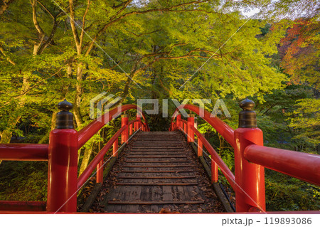 【群馬県】紅葉が始まった伊香保温泉・河鹿橋　ライトアップ 119893086