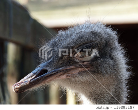 The ostrich is a large, ratite, flightless bird of the ostrich family; its scientific name translated from Greek means camel sparrow. 119893187