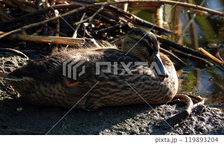 Mallard duck basking in the sun after morning feeding Mallard duck basking in the sun after morning feeding 119893204