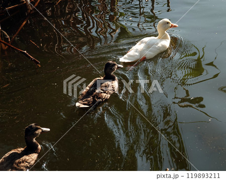 An albino Mallard duck swims with other chicks in the backwater, very different from all others An albino Mallard duck swims with other chicks in the backwater, very different from all others 119893211
