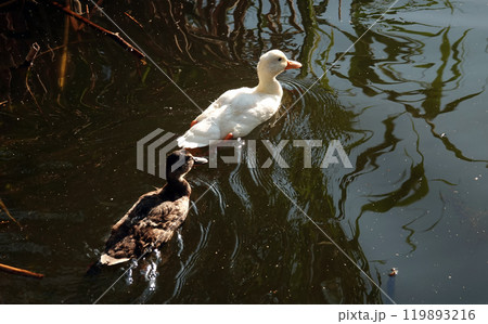 An albino Mallard duck swims with other chicks in the backwater, very different from all others An albino Mallard duck swims with other chicks in the backwater, very different from all others 119893216