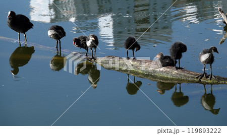 Not yet fledged chicks of the waterfowl Coot basking in the sunlight 119893222
