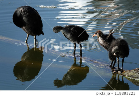 Not yet fledged chicks of the waterfowl Coot basking in the sunlight Not yet fledged chicks of the waterfowl Coot basking in the sunlight 119893223