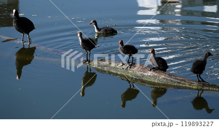Not yet fledged chicks of the waterfowl Coot basking in the sunlight Not yet fledged chicks of the waterfowl Coot basking in the sunlight 119893227