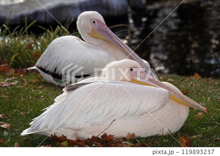 Bird pink pelican in autumn - large Bird pink pelican in autumn - large 119893237