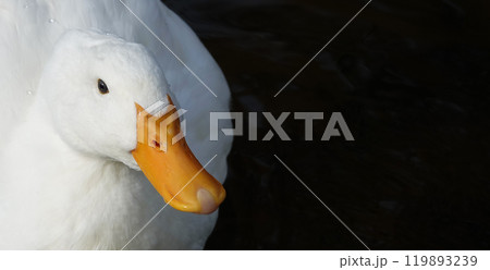 Bird Peking duck in autumn - large Bird Peking duck in autumn - large 119893239