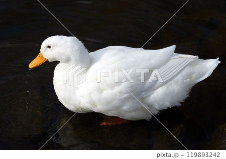Bird Peking duck in autumn - large Bird Peking duck in autumn - large 119893242