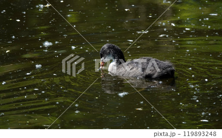 Not yet fledged chicks of the coot waterfowl swim in the lake Not yet fledged chicks of the coot waterfowl swim in the lake 119893248