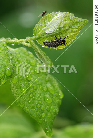 Larva of the beetle Poplar beetle after rain under the leaf Larva of the beetle Poplar beetle after rain under the leaf 119893260