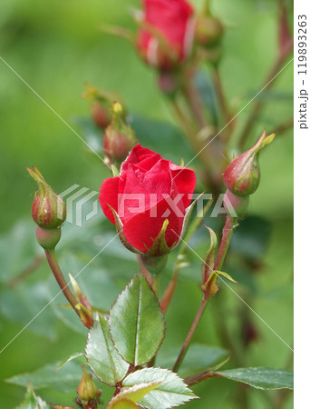 Aphid-covered rose are insect pests Aphid-covered rose are insect pests 119893263