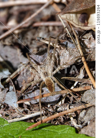 Spider Wolf living in Ukrainian forests Spider Wolf living in Ukrainian forests 119893264