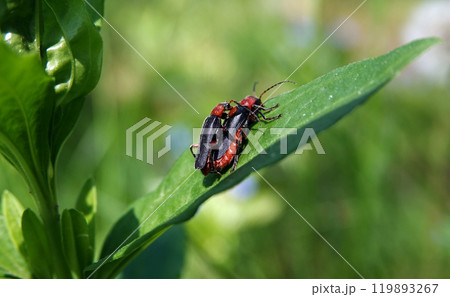 Beetles Softcatcher-Firefighter (Elateroidea) in the grass on green leaves have sex Beetles Softcatcher-Firefighter (Elateroidea) in the grass on green leaves have sex 119893267