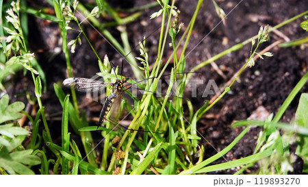 Big mosquito in green grass and leaves 119893270