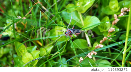 Soft beetle in grass on green leaves 119893271