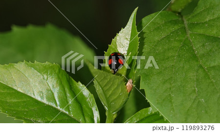 Ladybug in large green leaves 119893276