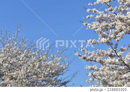 桜 119893305